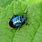 Blue Shieldbug