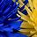Blue and Yellow Floral Wallpaper