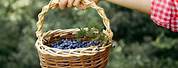 Blueberry Picking Basket