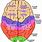 Brain Lobes Top View