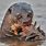 Brazil Giant Otter