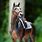 Breyer Horse Photography