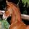 Bright Chestnut Horse