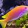 Bright Color Fish