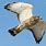 Broad-winged Hawk Poster