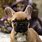 Brown French Bulldog Puppy