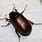 Brown June Bug Beetle