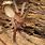 Brown Recluse Spider Colorado