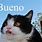 Bueno Cat Meme