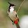 Bulbul Bird Images
