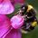 Bumble Bee Desktop Wallpaper