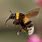 Bumble Bee In-Flight