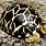 Burmese Star Turtle