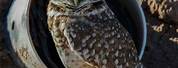 Burrowing Owl Arizona