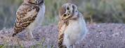 Burrowing Owl Wyoming