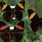 Butterfly Mimicry
