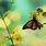 Butterfly Screen Wallpaper