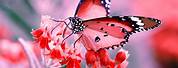 Butterfly Wallpapers for Laptop