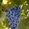Cabernet Sauvignon Grape