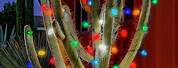Cactus Christmas Tree Light-Up