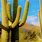 Cactus Del Desierto