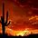 Cactus Sunset Background