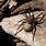 California Wolf Spider