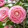 Camellia Flower Colors
