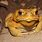 Cane Toad Frog