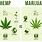 Cannabis Hemp