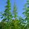 Cannabis Sativa Tree