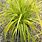 Carex Grass Plants