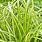 Carex Grasses
