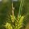 Carex Lupulina