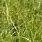 Carex Pallescens
