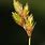 Carex Scoparia