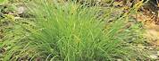 Carex Stricta Grass