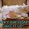 Cat Birthday Cake Meme