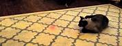 Cat Chasing Red Dot