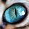 Cat Eye Close Up Photography