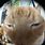 Cat Fisheye Lens Meme