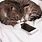 Cat Holding Phone