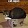 Cat Logic Funny Memes