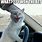 Cat On Car Meme