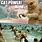 Cat Power Meme
