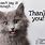 Cat Says Thank You