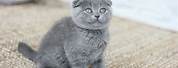 Cat Scottish Fold Kitten