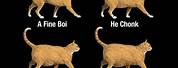 Cat Size Chart OH Lawd He Comin
