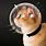 Cat Space Helmet