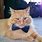 Cat Wearing Bow Tie